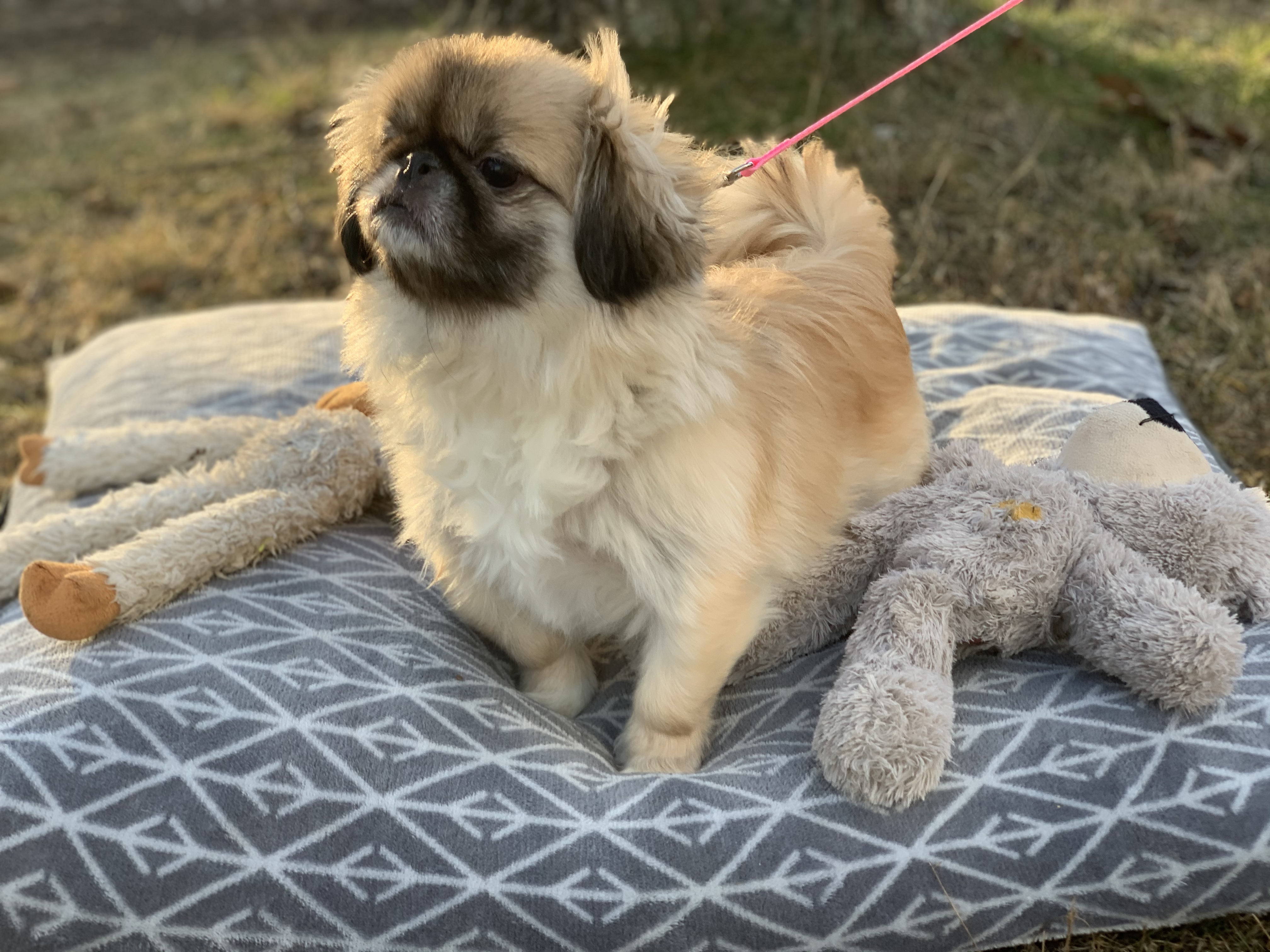 Puppy Fluffy has been adopted!, an adoptable Pekingese in Hillsdale, NJ, 07642 | Photo Image 1