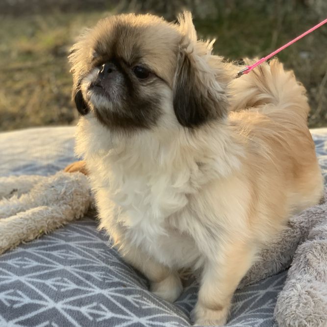 Pekingese dogs hot sale for adoption