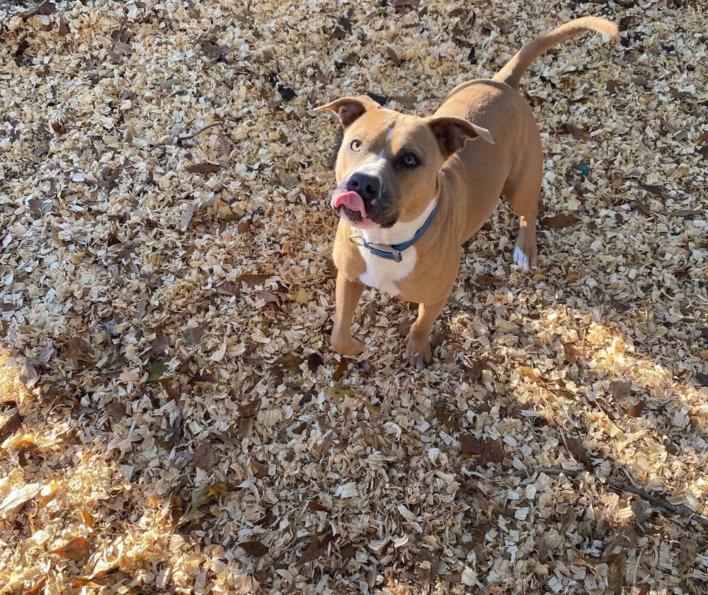 Daisy, an adoptable Pit Bull Terrier in Troy, AL, 36081 | Photo Image 2