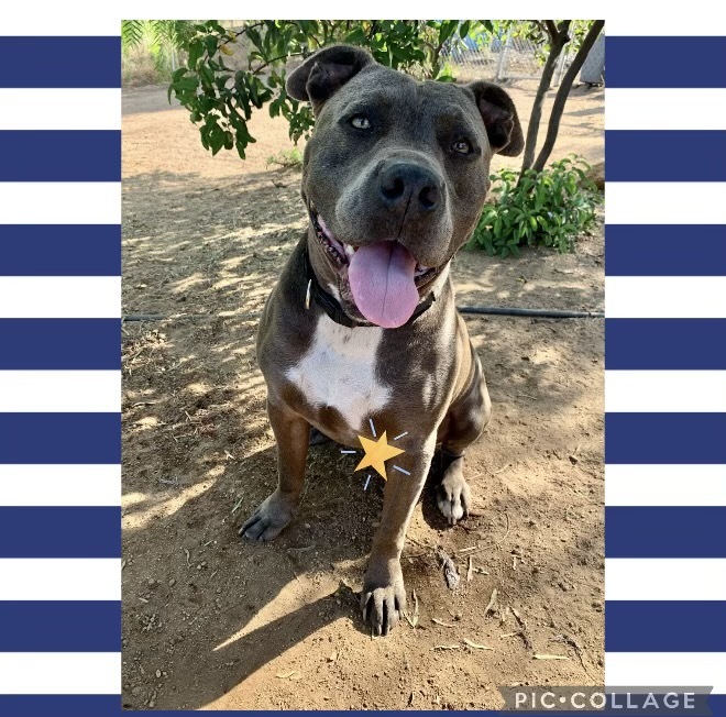 Blue pitbull clearance for adoption