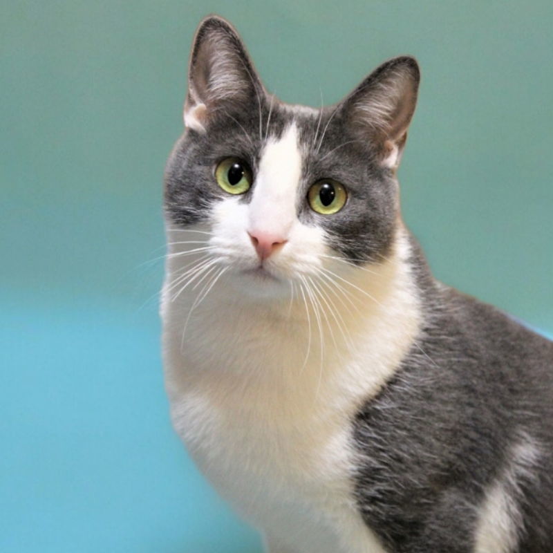 Frankie, an adoptable Domestic Short Hair in San Jose, CA, 95112 | Photo Image 1