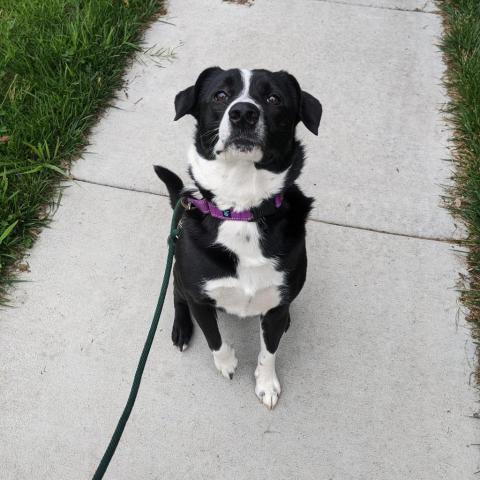 Loki, an adoptable Labrador Retriever, Border Collie in Wichita, KS, 67278 | Photo Image 1