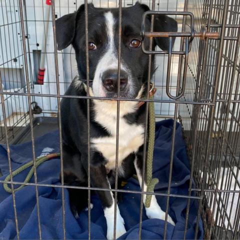 Loki, an adoptable Labrador Retriever, Border Collie in Wichita, KS, 67278 | Photo Image 2