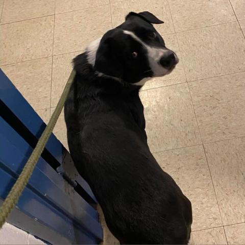 Loki, an adoptable Labrador Retriever, Border Collie in Wichita, KS, 67278 | Photo Image 3