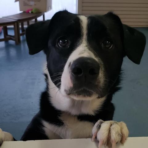 Loki, an adoptable Labrador Retriever, Border Collie in Wichita, KS, 67278 | Photo Image 4