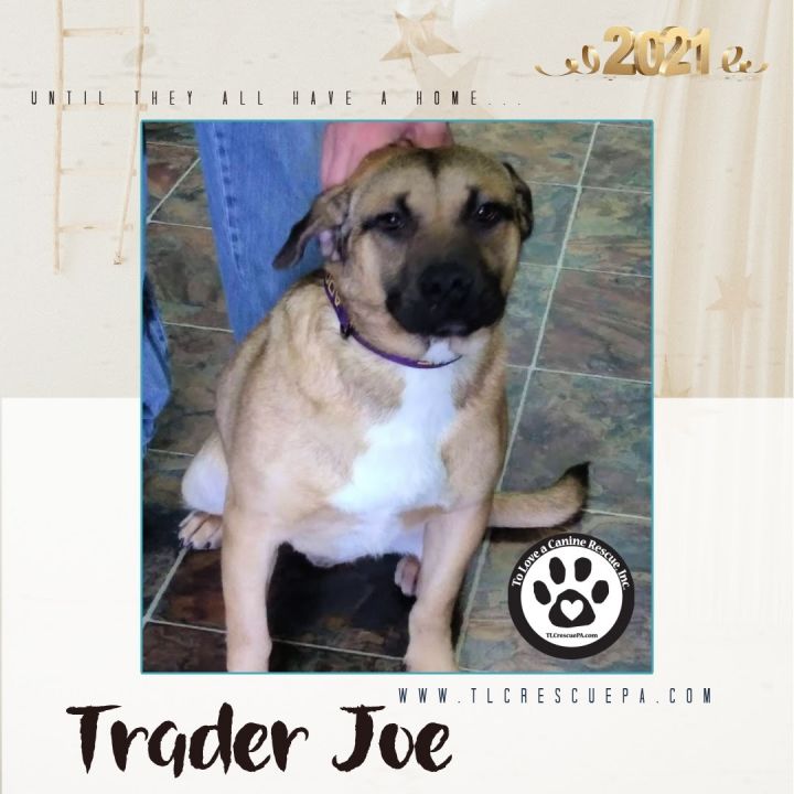 Trader Joe 1