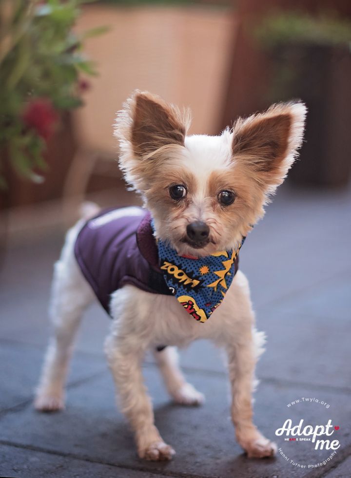 Bingo, an adopted Yorkshire Terrier in Kingwood, TX_image-4