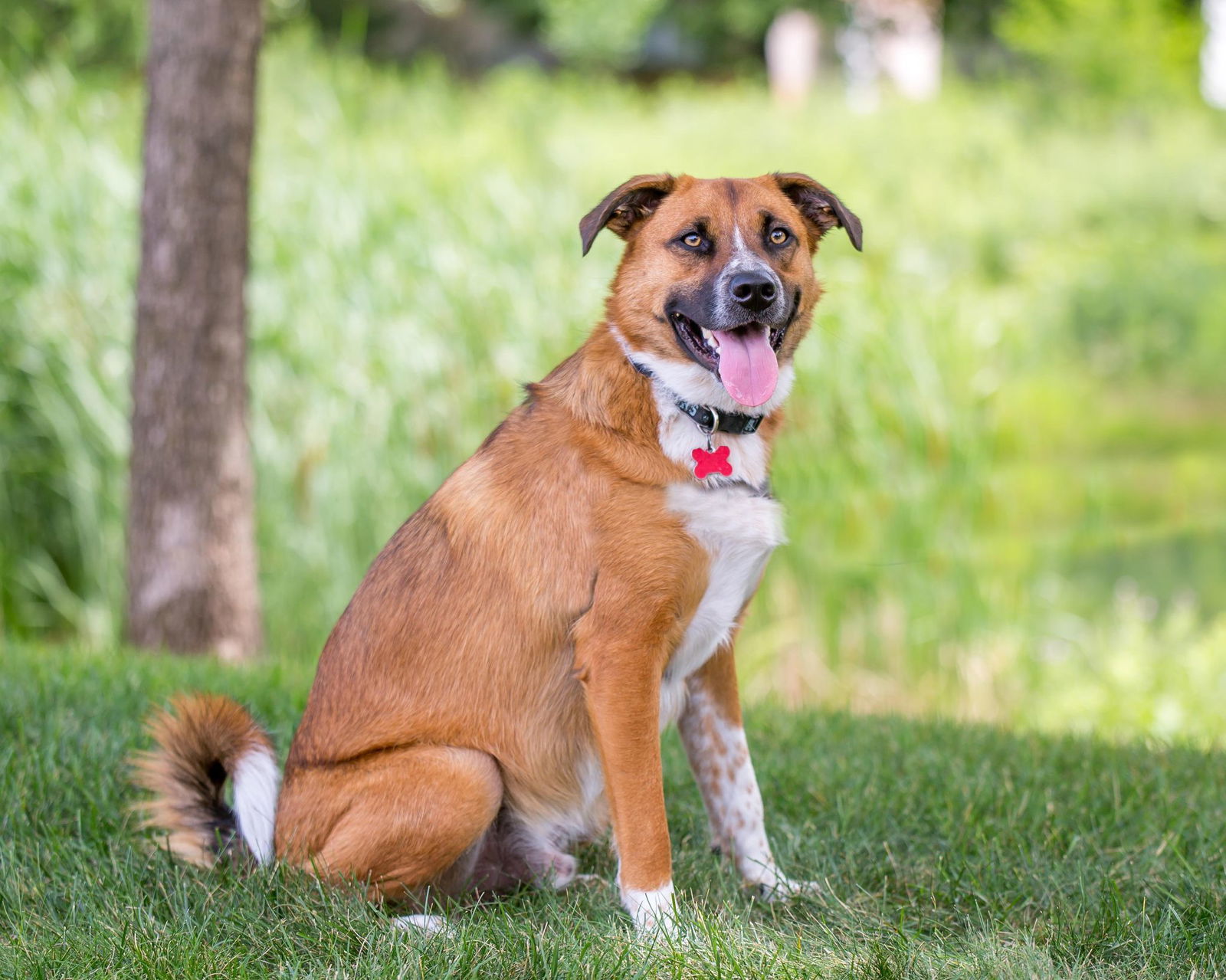 Jagger D5198, an adoptable Shepherd in minneapolis, MN, 55417 | Photo Image 1