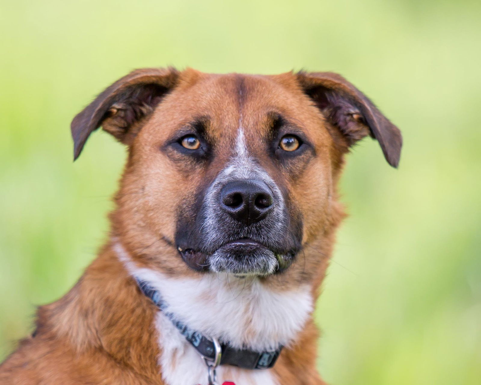 Jagger D5198, an adoptable Shepherd in minneapolis, MN, 55417 | Photo Image 2