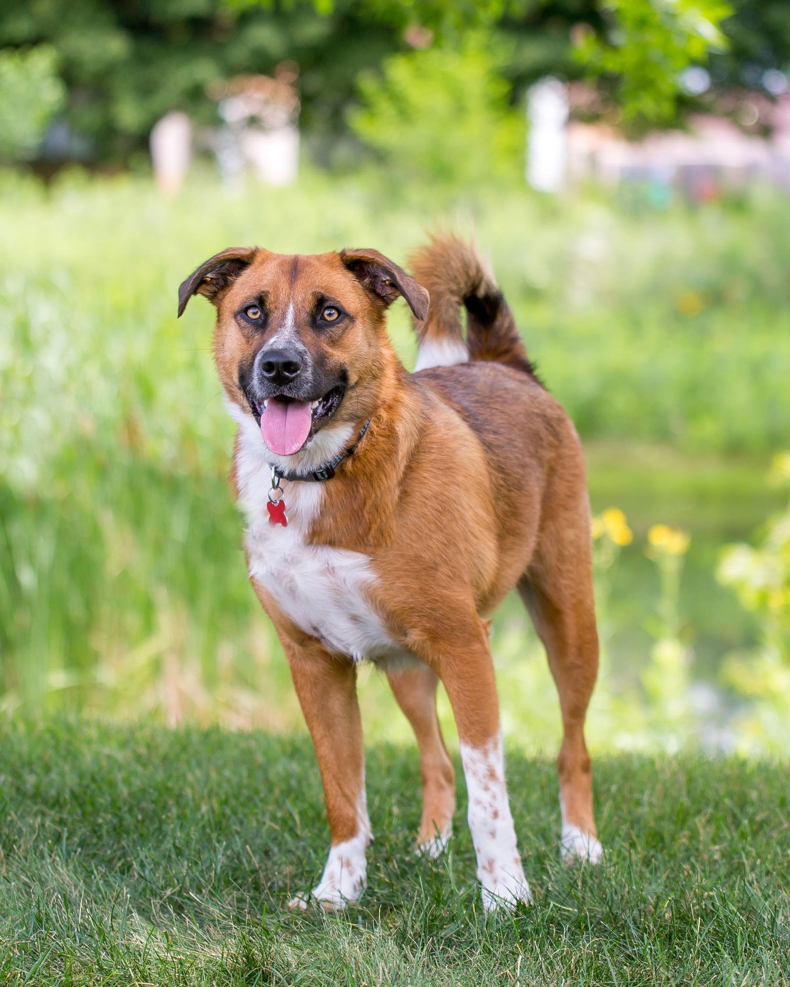 Jagger D5198, an adoptable Shepherd in minneapolis, MN, 55417 | Photo Image 3