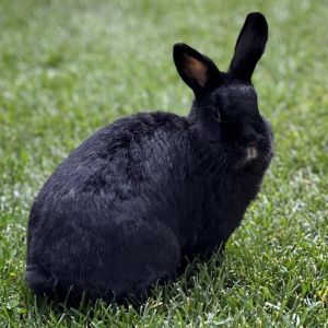 Aslaug, Adult Female Havana