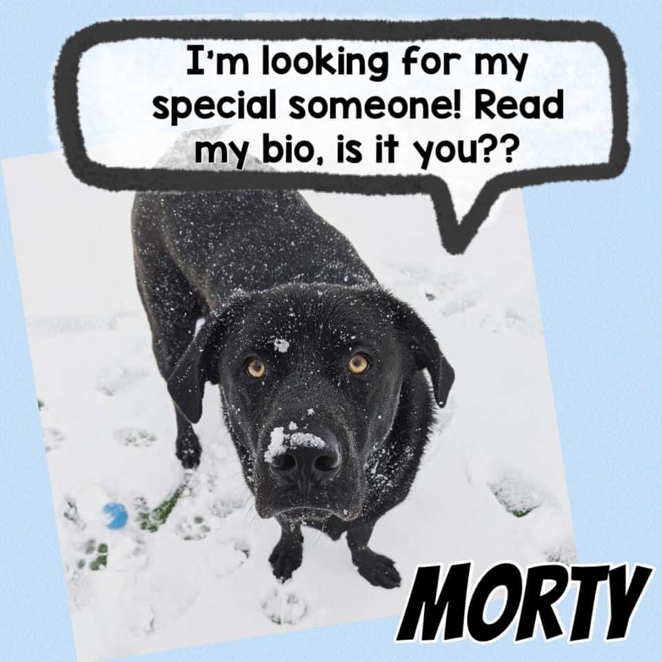 Morty *MUST READ BIO*, an adoptable Labrador Retriever in Blaine, MN, 55434 | Photo Image 1