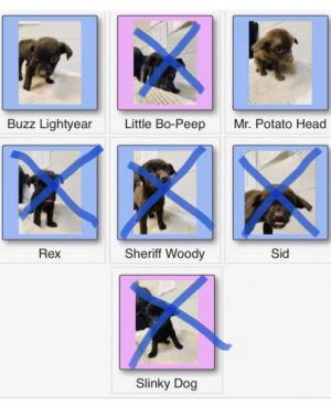 Litter of 7 Pups! 1 Male Left Buzz