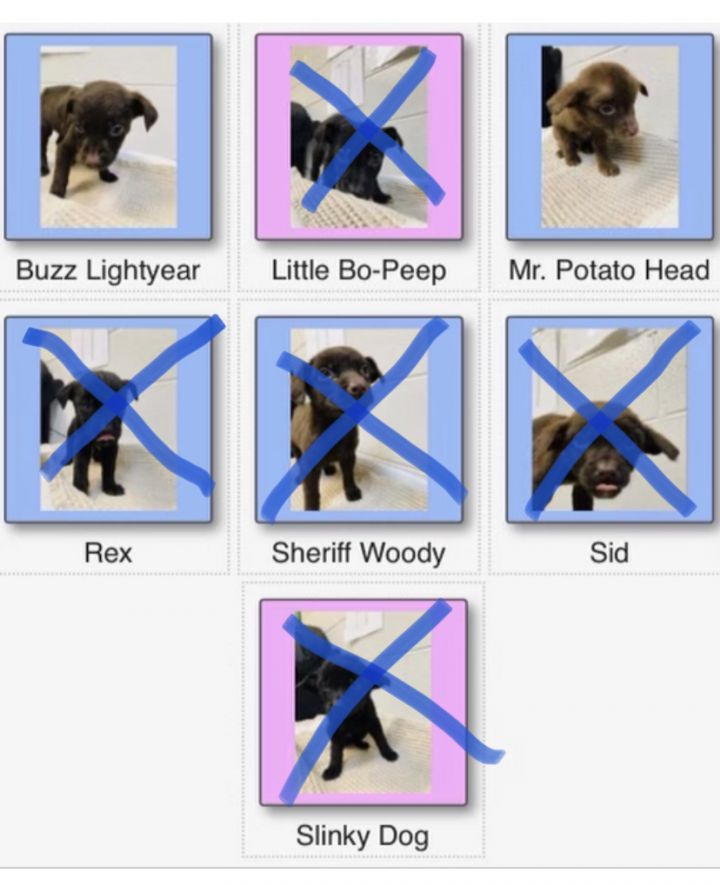 Litter of 7 Pups! 1 Male Left Buzz 1