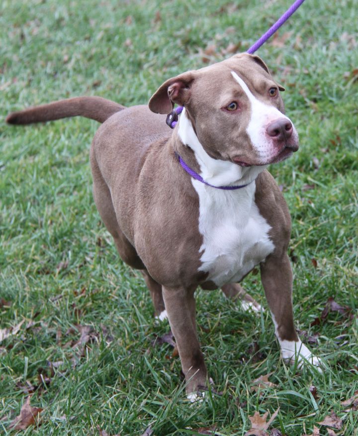 Dog For Adoption Baby Girl Spayed A Pit Bull Terrier In Marietta Oh Petfinder