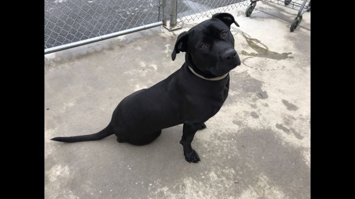 Roxy, an adoptable Black Labrador Retriever & Rottweiler Mix in Blountville, TN_image-2