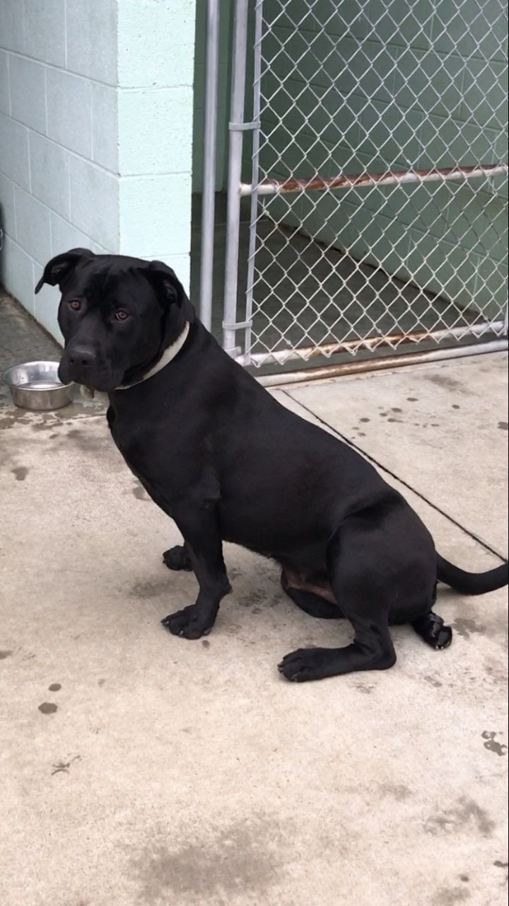Roxy, an adoptable Black Labrador Retriever & Rottweiler Mix in Blountville, TN_image-3