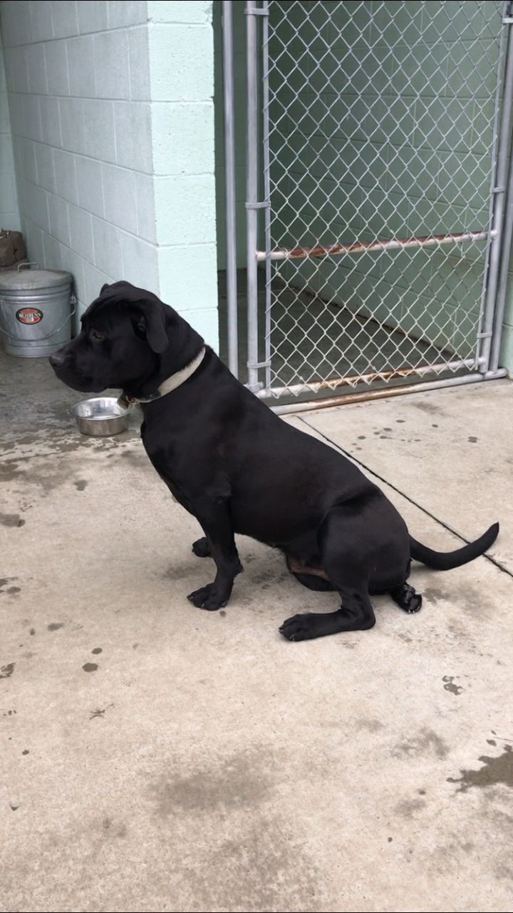 Roxy, an adoptable Black Labrador Retriever & Rottweiler Mix in Blountville, TN_image-4