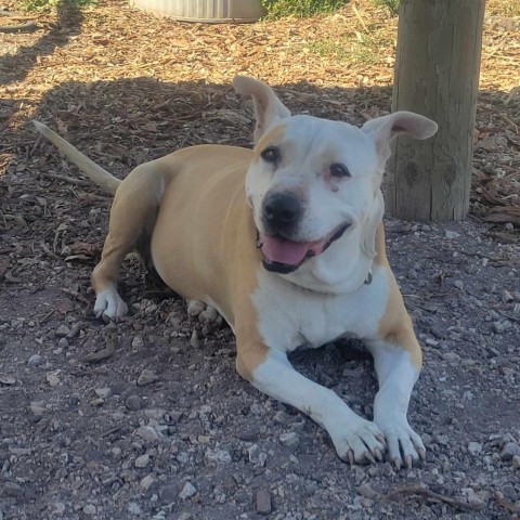 Bella, an adoptable Pit Bull Terrier in Lompoc, CA, 93436 | Photo Image 1