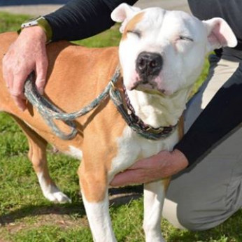 Bella, an adoptable Pit Bull Terrier in Lompoc, CA, 93436 | Photo Image 3