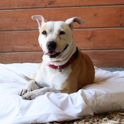 Bella, an adoptable Pit Bull Terrier in Lompoc, CA, 93436 | Photo Image 4