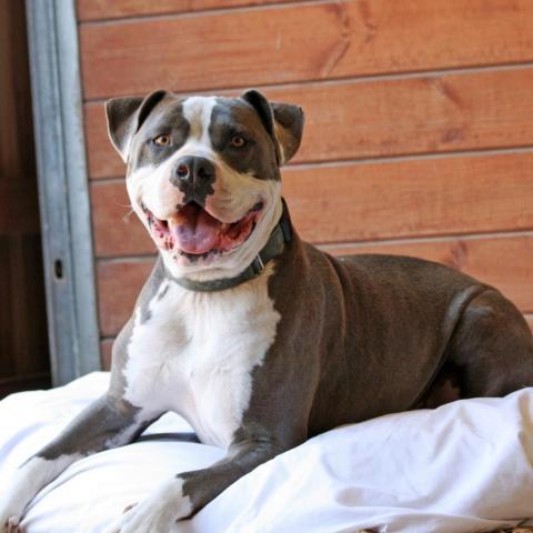 Merlot, an adoptable Pit Bull Terrier in Lompoc, CA, 93436 | Photo Image 1