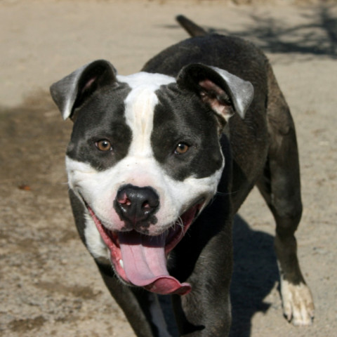 Merlot, an adoptable Pit Bull Terrier in Lompoc, CA, 93436 | Photo Image 2