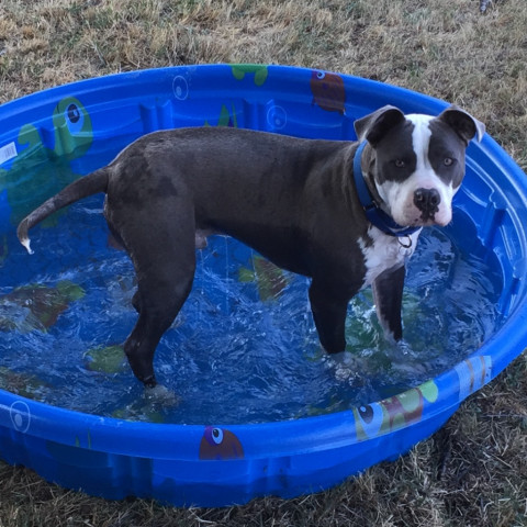 Merlot, an adoptable Pit Bull Terrier in Lompoc, CA, 93436 | Photo Image 3