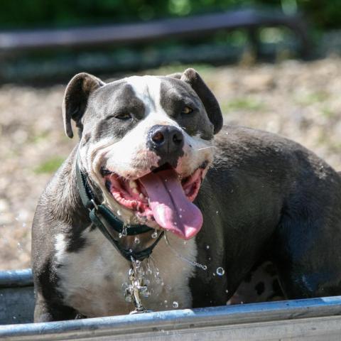 Merlot, an adoptable Pit Bull Terrier in Lompoc, CA, 93436 | Photo Image 4