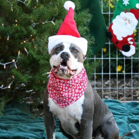 Merlot, an adoptable Pit Bull Terrier in Lompoc, CA, 93436 | Photo Image 5