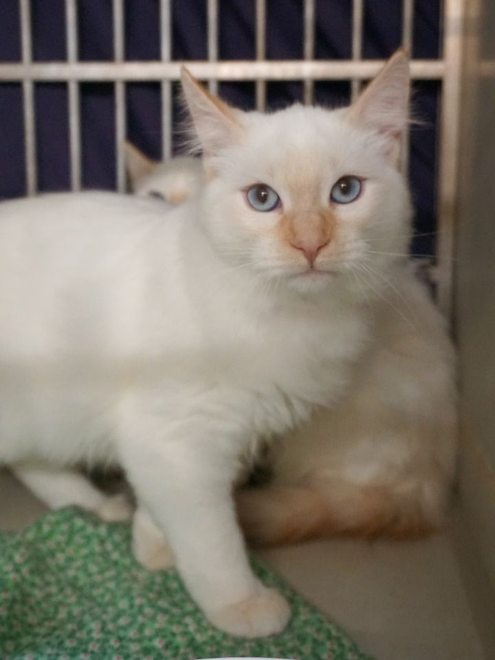 Cat For Adoption Torch A Siamese Domestic Short Hair Mix In Colorado Springs Co Petfinder