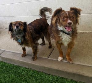 Dog for adoption - Hocus Pocus Sisters (Litter), a Chihuahua & Pomeranian  Mix in Encino, CA