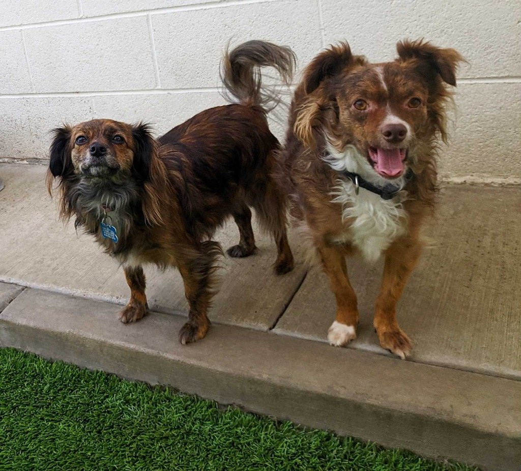 Cody and Roo, an adoptable Pomeranian, Chihuahua in Costa Mesa, CA, 92627 | Photo Image 1