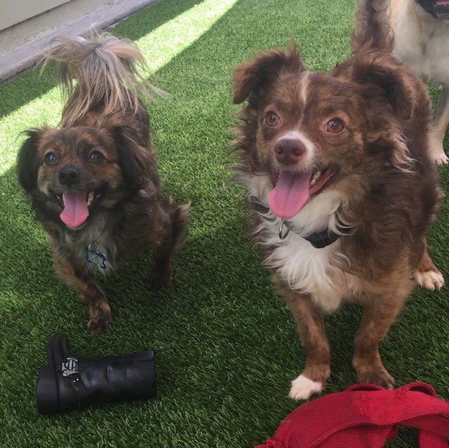 Cody and Roo, an adoptable Pomeranian, Chihuahua in Costa Mesa, CA, 92627 | Photo Image 2