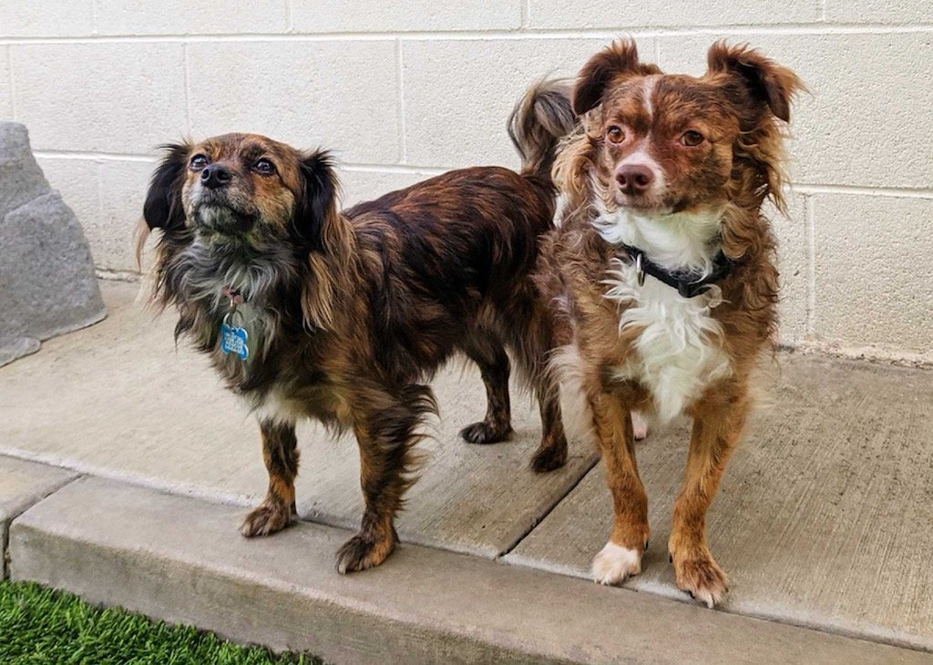 Cody and Roo, an adoptable Pomeranian, Chihuahua in Costa Mesa, CA, 92627 | Photo Image 3