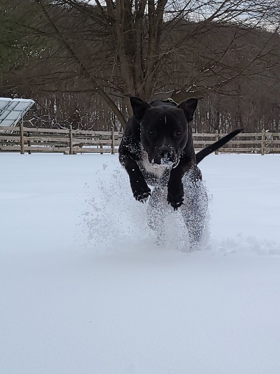 Donovan, an adoptable Pit Bull Terrier in Hewitt, NJ, 07421 | Photo Image 1
