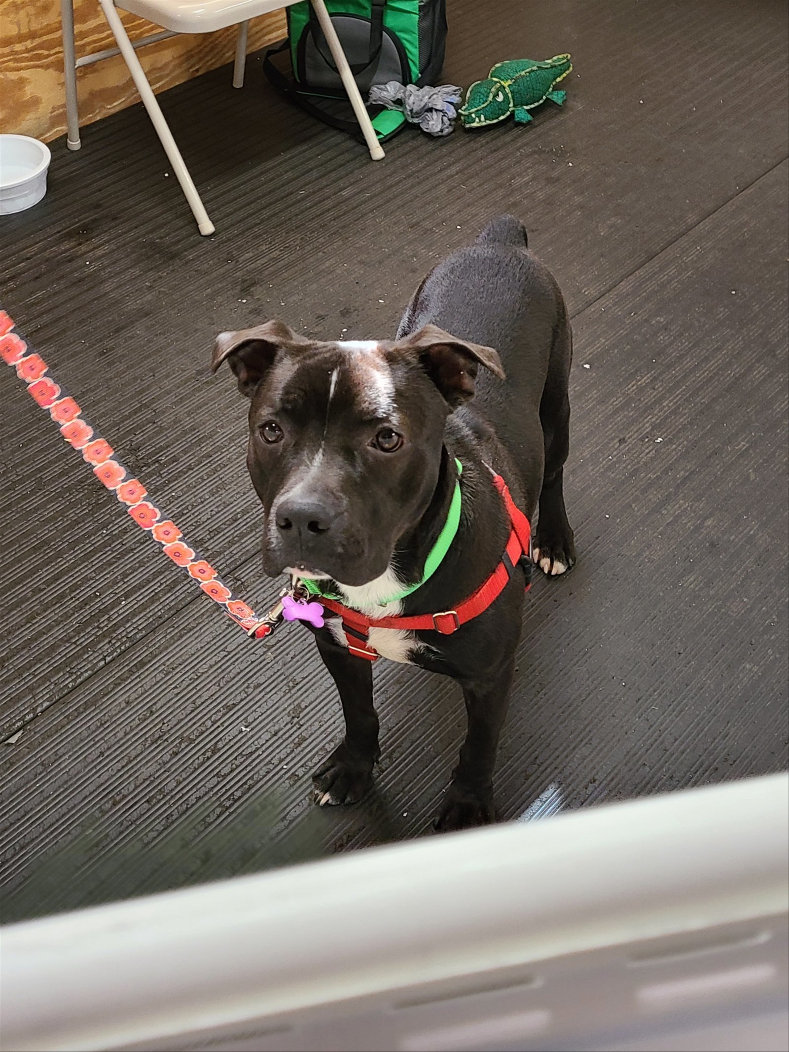 Donovan, an adoptable Pit Bull Terrier in Hewitt, NJ, 07421 | Photo Image 3