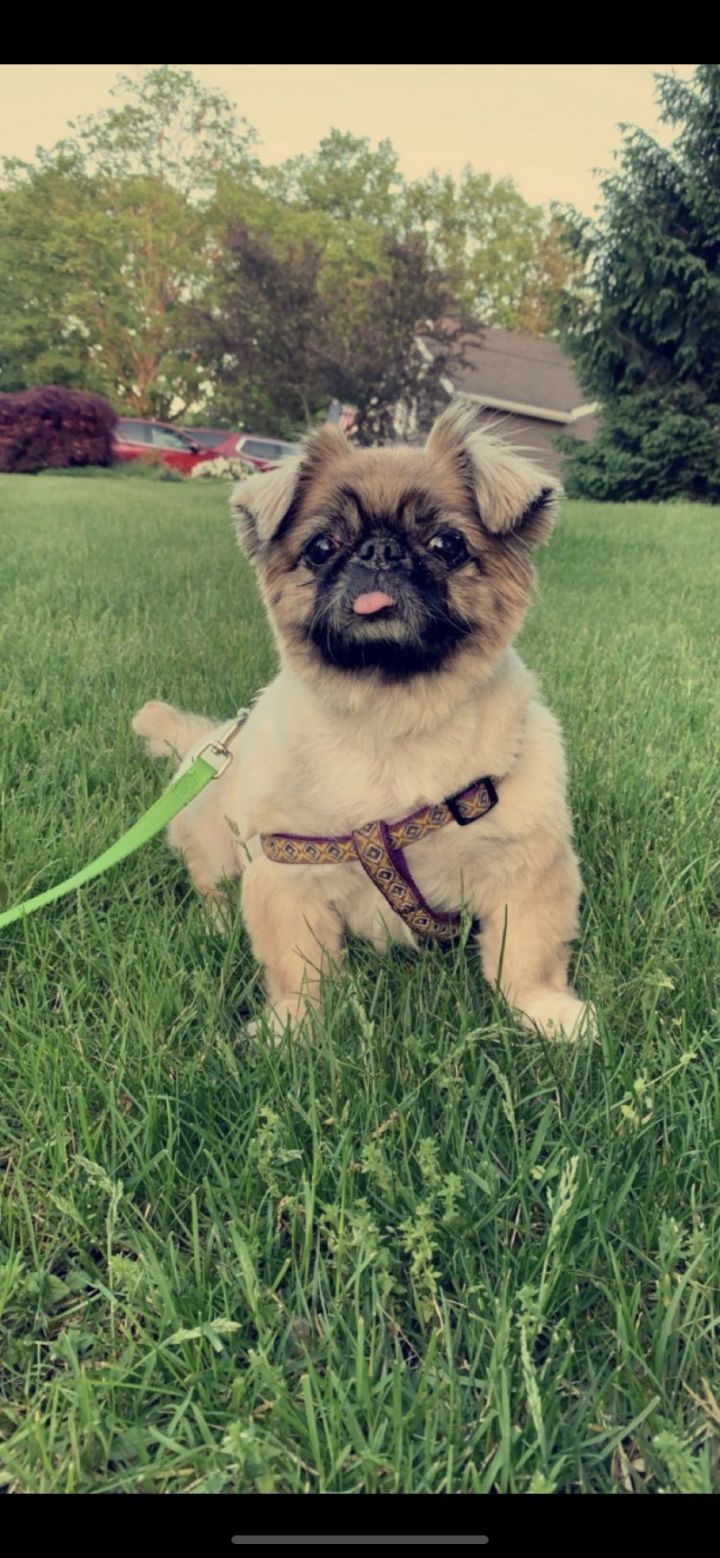 Pekingese and store shih tzu mix