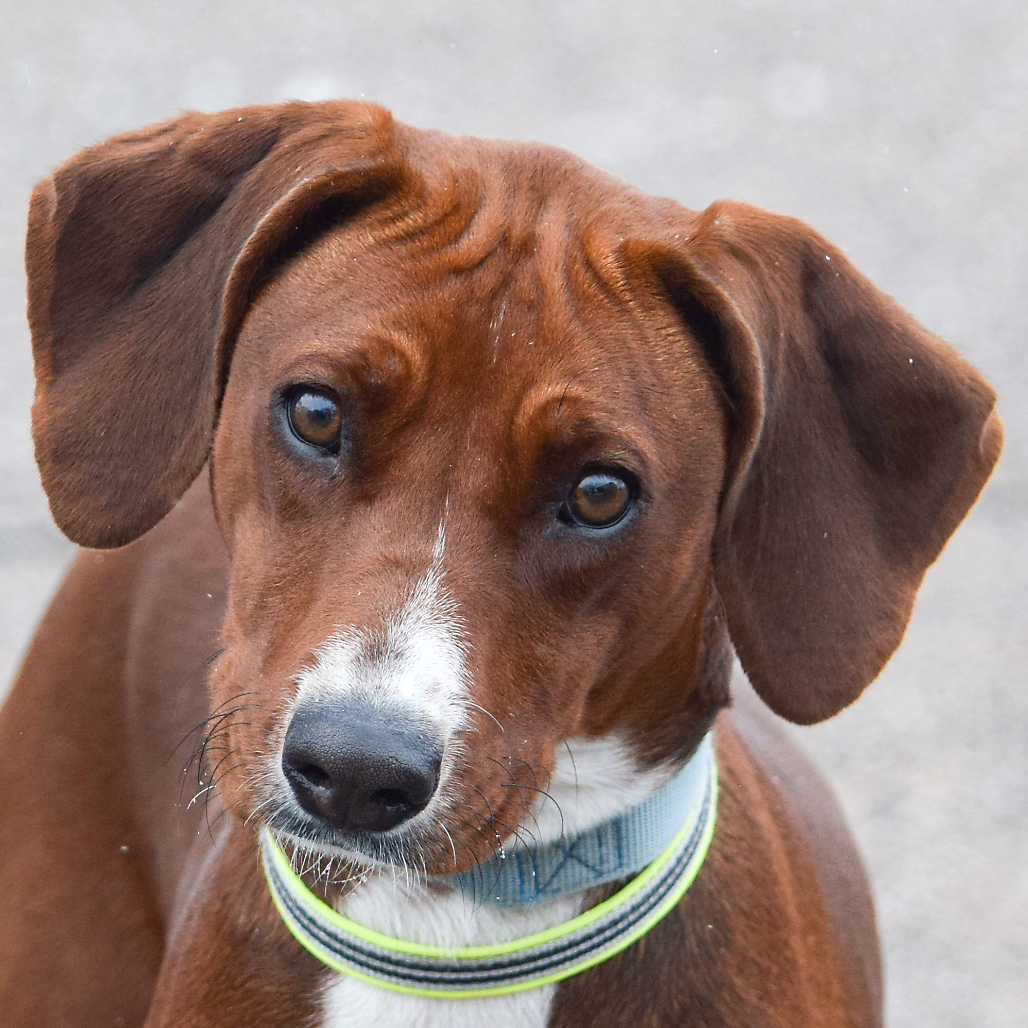 Lucy, an adoptable Redbone Coonhound, Rhodesian Ridgeback in Huntley, IL, 60142 | Photo Image 1