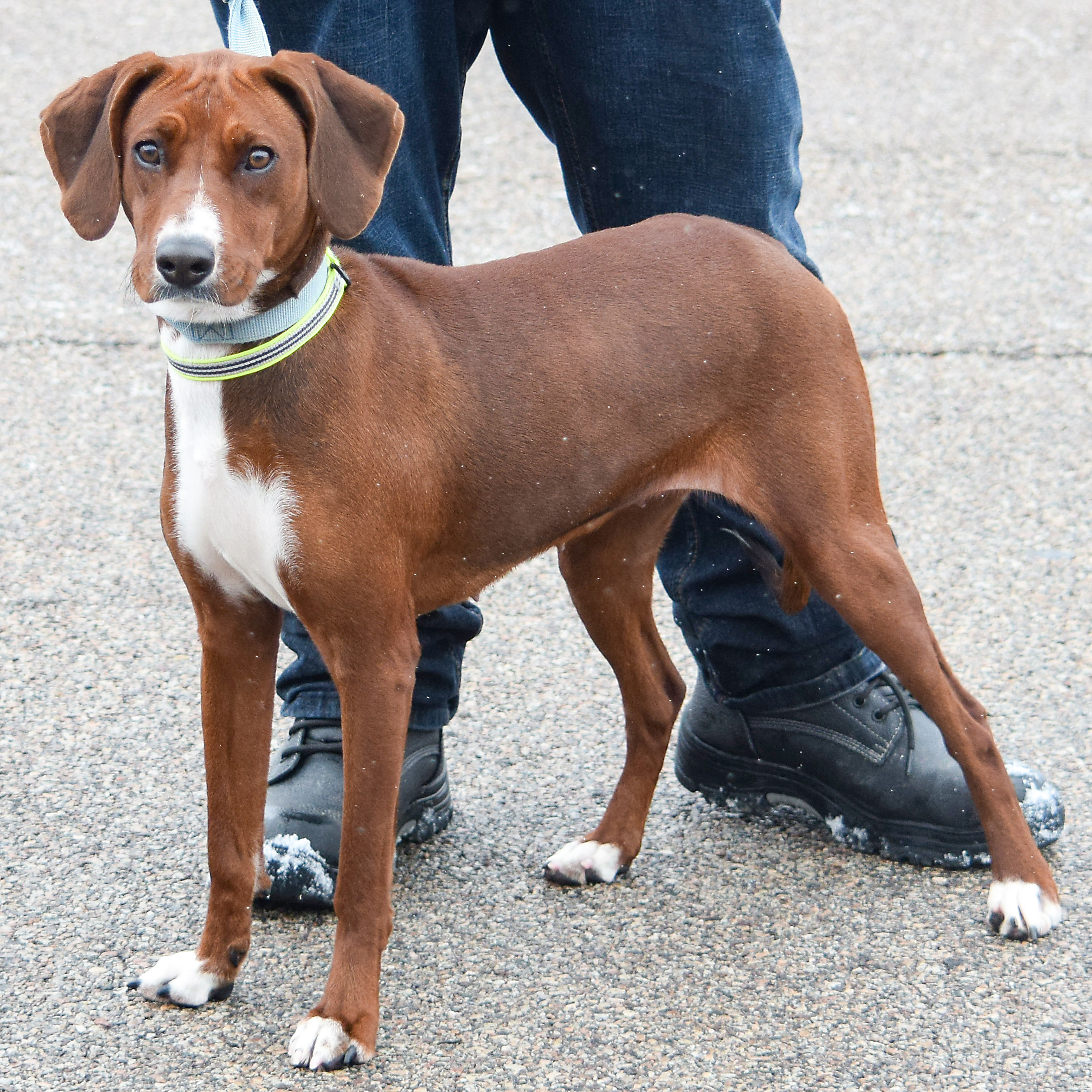 Lucy, an adoptable Redbone Coonhound, Rhodesian Ridgeback in Huntley, IL, 60142 | Photo Image 2