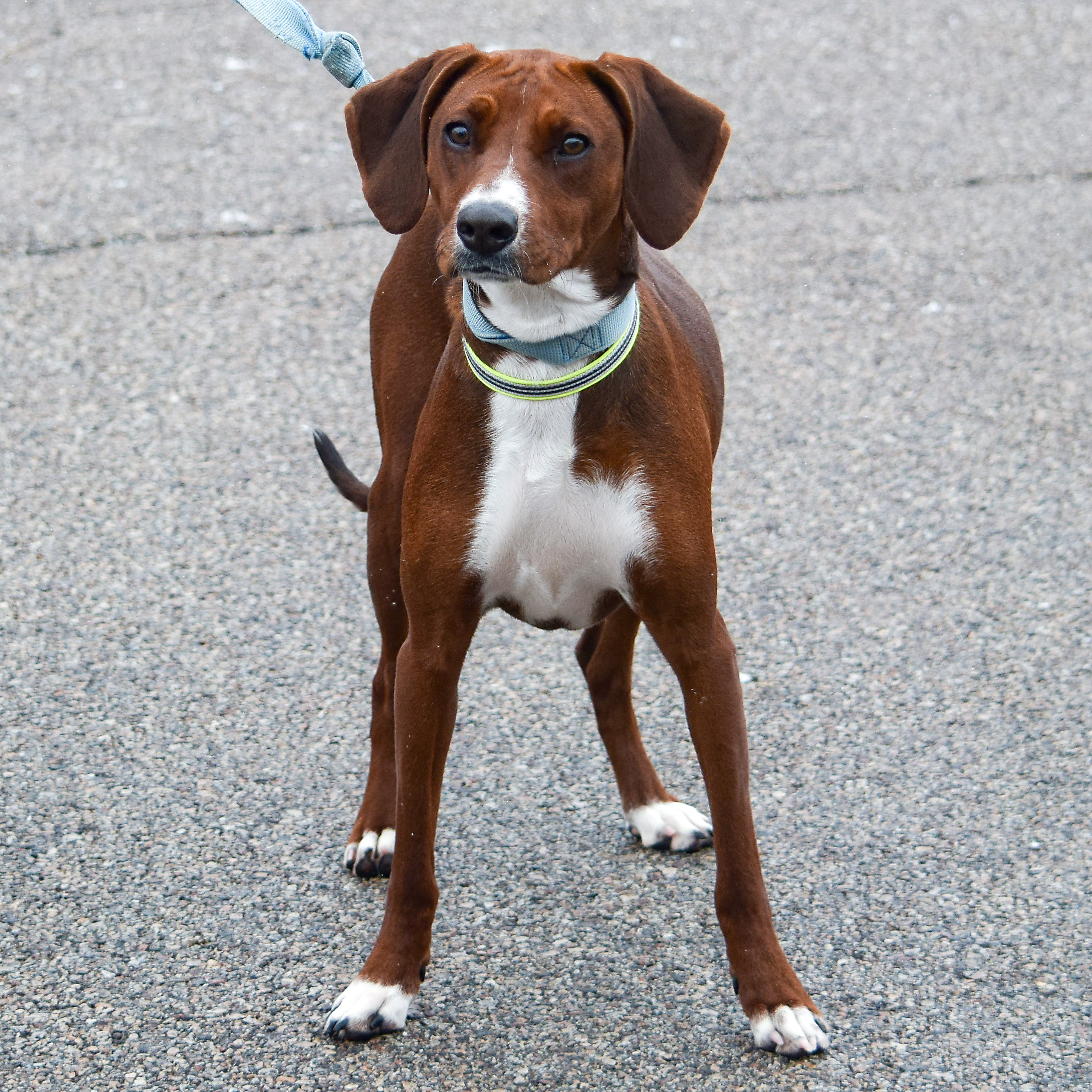 Lucy, an adoptable Redbone Coonhound, Rhodesian Ridgeback in Huntley, IL, 60142 | Photo Image 3