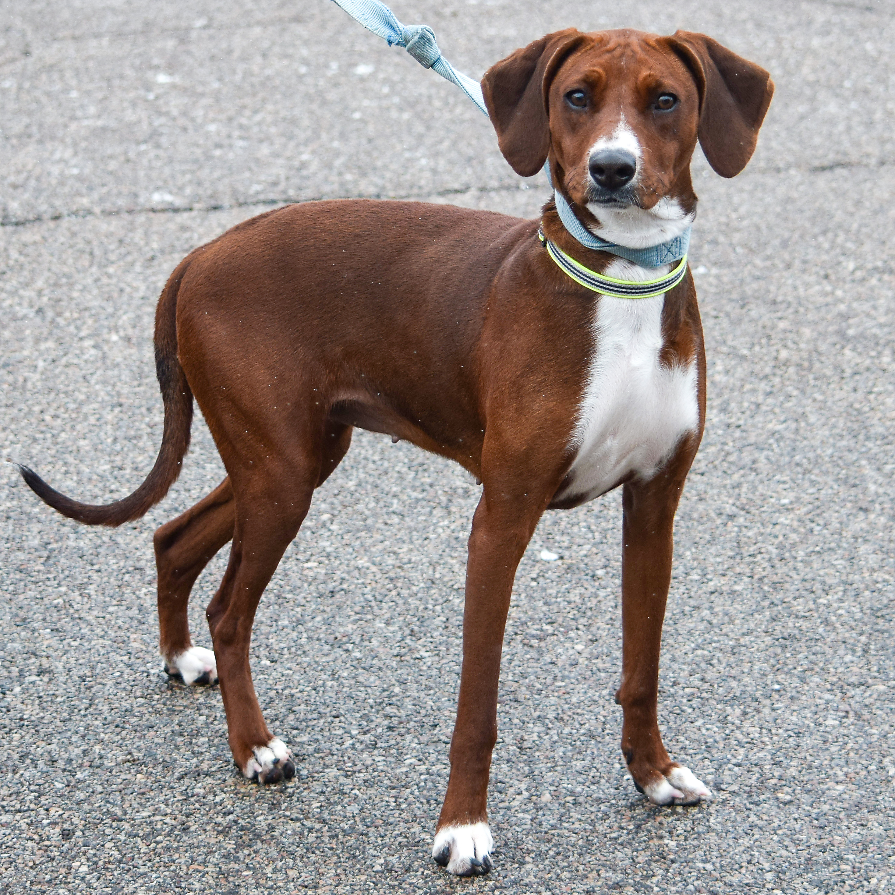 Lucy, an adoptable Redbone Coonhound, Rhodesian Ridgeback in Huntley, IL, 60142 | Photo Image 4