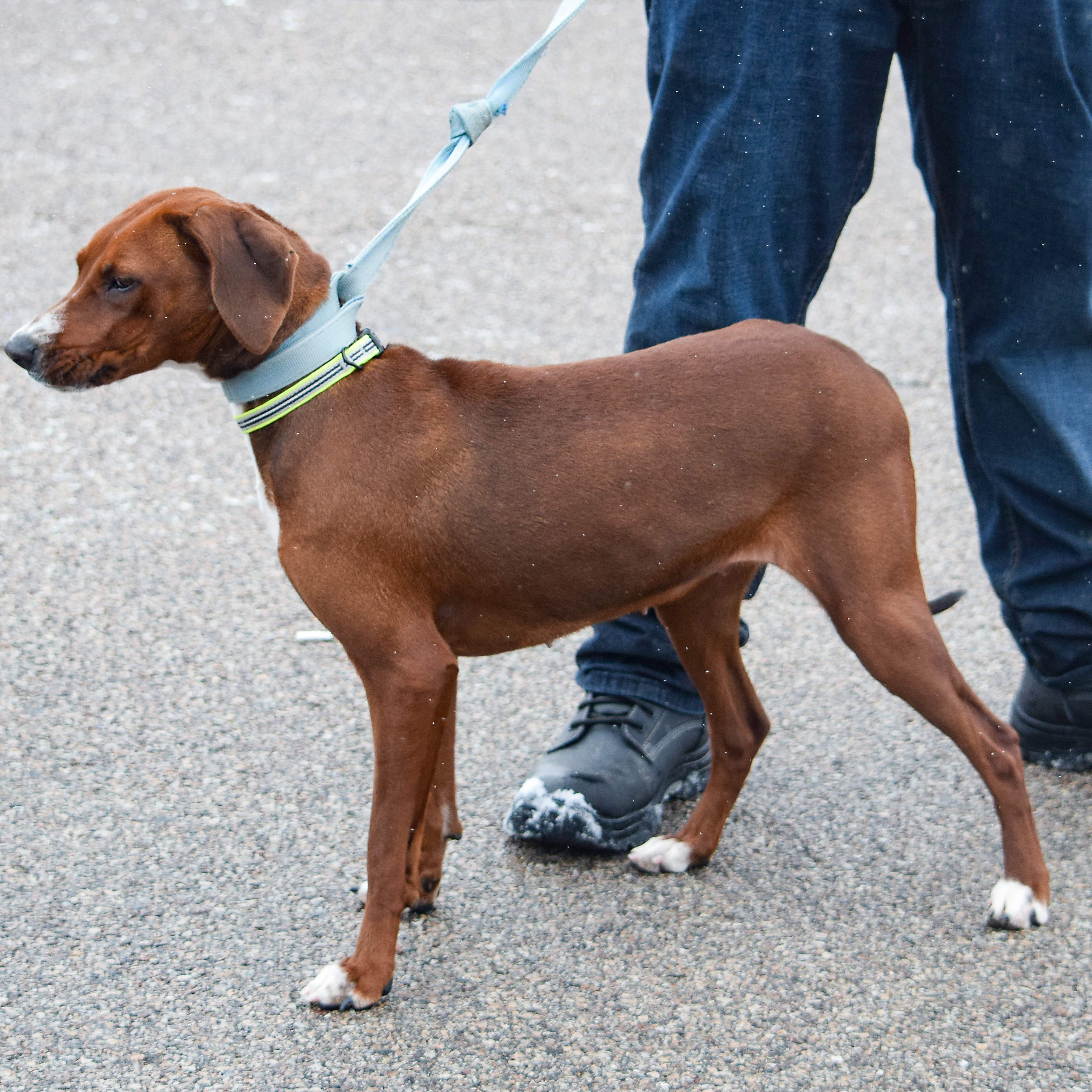 Lucy, an adoptable Redbone Coonhound, Rhodesian Ridgeback in Huntley, IL, 60142 | Photo Image 5