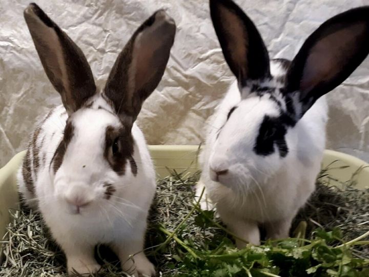 checkered giant rabbits