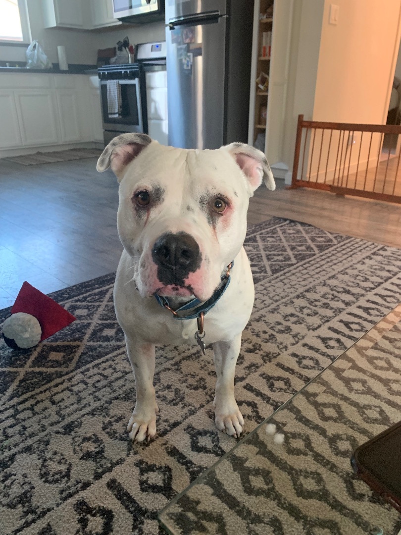Comet, an adoptable Pit Bull Terrier in Sacramento, CA, 95833 | Photo Image 2