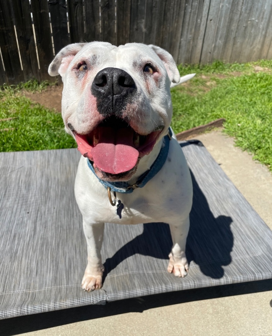 Comet, an adoptable Pit Bull Terrier in Sacramento, CA, 95833 | Photo Image 4