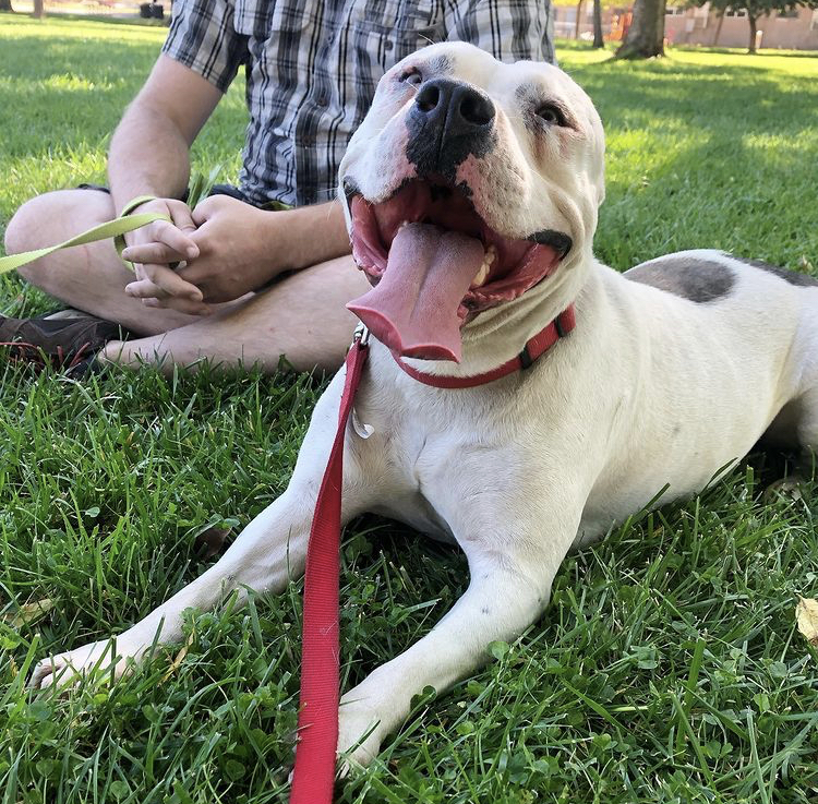 Comet, an adoptable Pit Bull Terrier in Sacramento, CA, 95833 | Photo Image 4