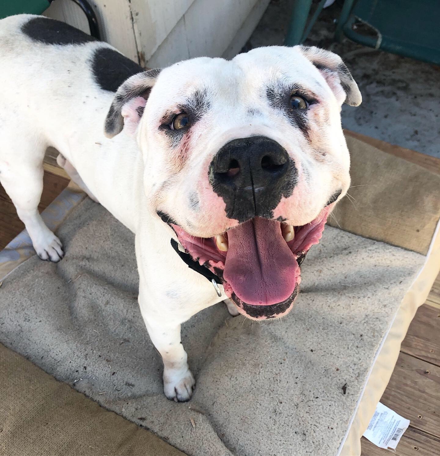 Comet, an adoptable Pit Bull Terrier in Sacramento, CA, 95833 | Photo Image 5