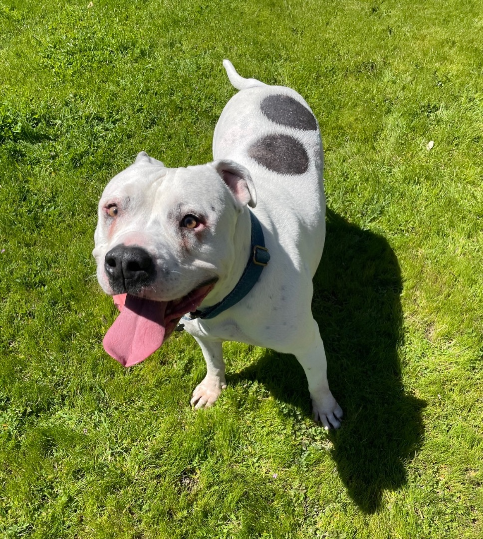 Comet, an adoptable Pit Bull Terrier in Sacramento, CA, 95833 | Photo Image 6