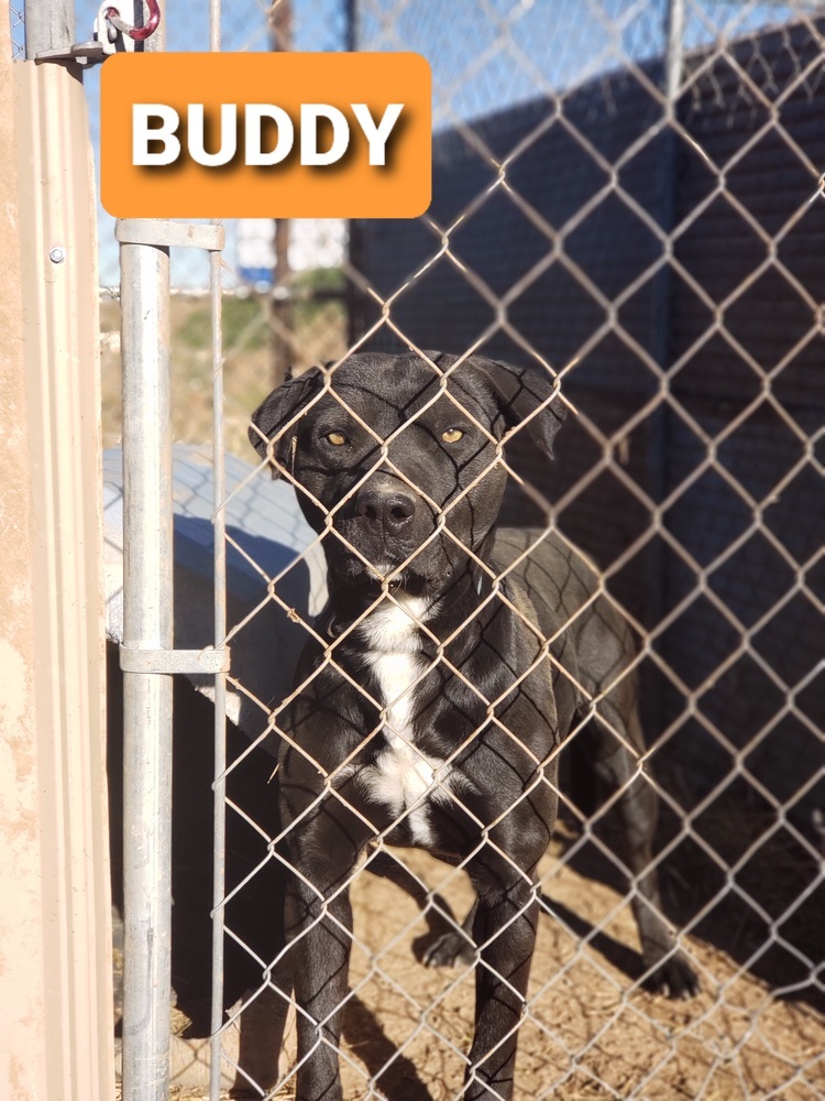 Buddy, an adoptable Pit Bull Terrier, Labrador Retriever in Crosbyton, TX, 79322 | Photo Image 1